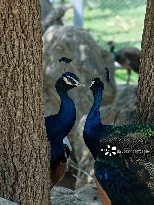 孔雀之恋图片素材