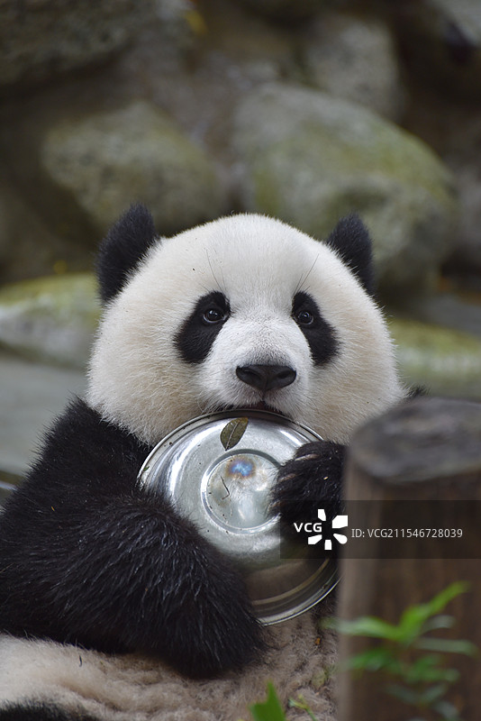 大熊猫幼崽抱盆盆3图片素材