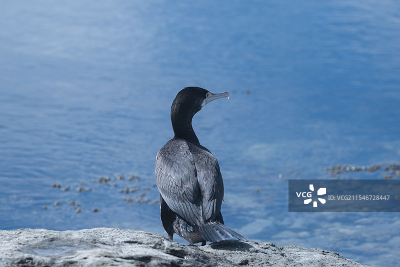 斑鸬鹚图片素材
