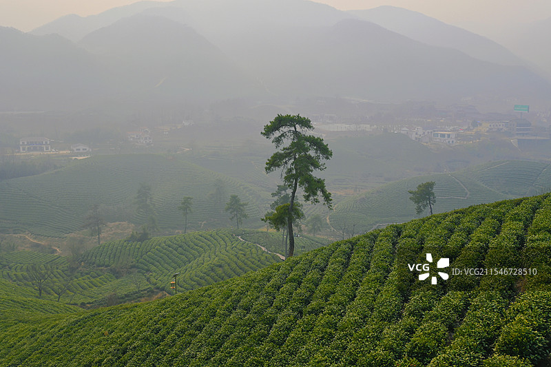 冬日茶山风光图片素材