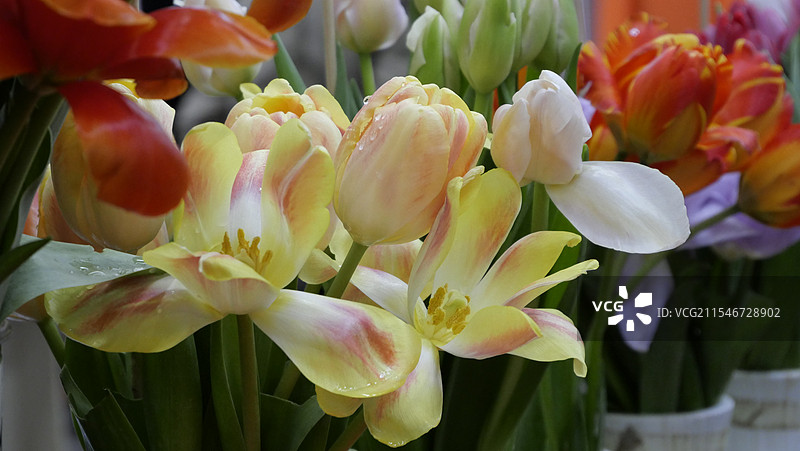 郁金香图片素材