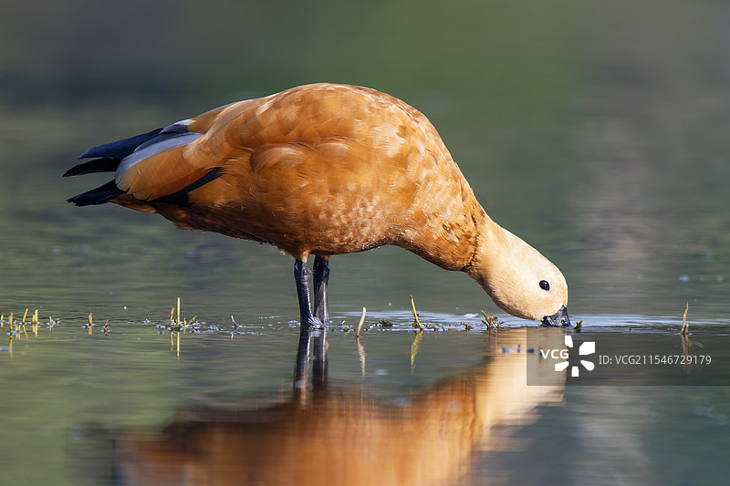赤麻鸭图片素材