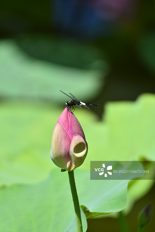 夏天荷花上的蜻蜓特写图片素材