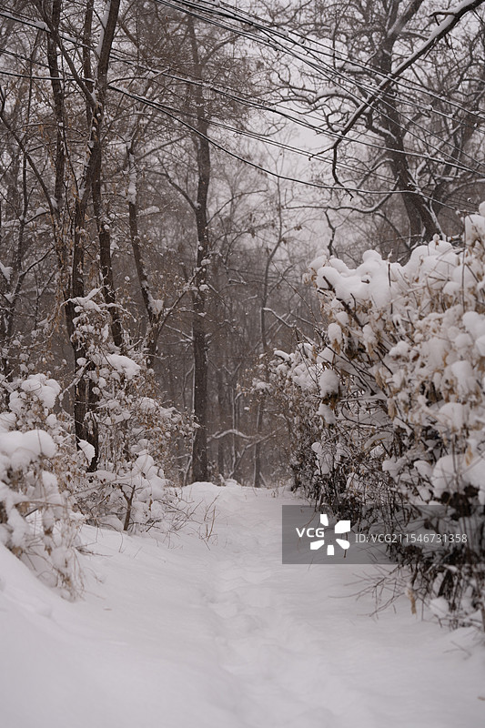 鞍山大雪进行时图片素材