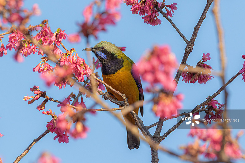 橙腹叶鹎图片素材