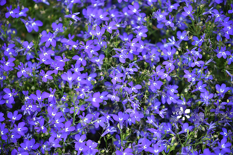 紫色六倍利花卉特写图片素材
