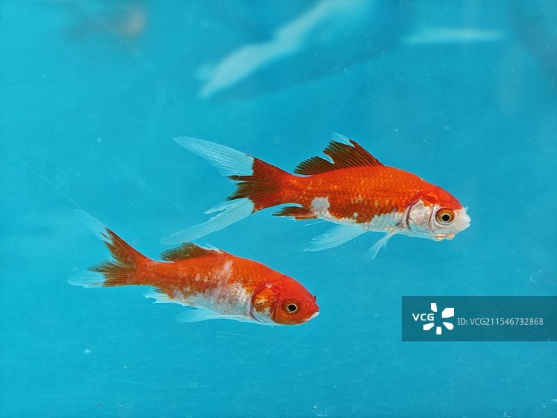 蓝色背景下的金鱼图片素材