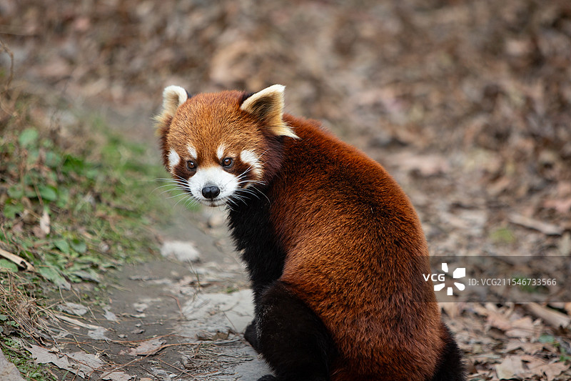探头探脑的小熊猫图片素材