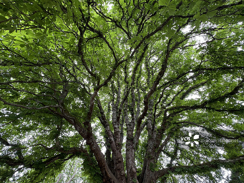 绿色蔓延的大树图片素材