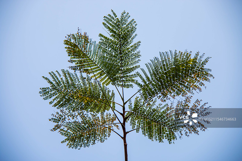 一棵槐树的仰角拍摄图片素材