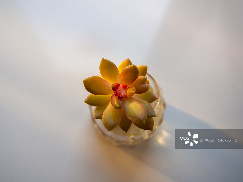 多肉植物图片素材