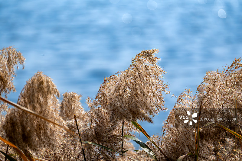芦苇和园博苑月光环图片素材