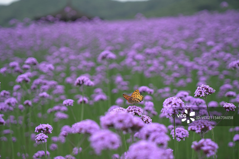 紫罗兰 蝴蝶飞图片素材