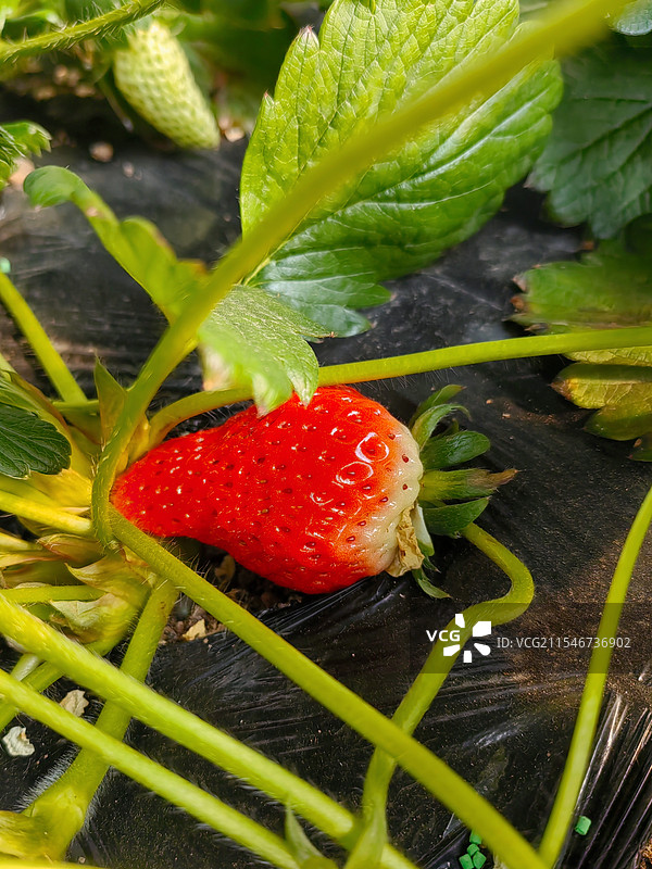 冬季棚内草莓植株上的新鲜红草莓图片素材