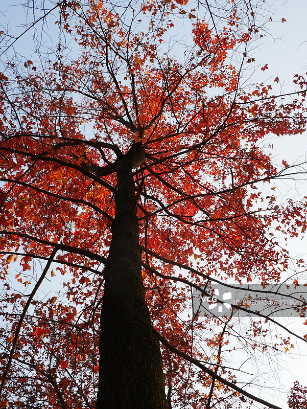 冬天的枫树图片素材