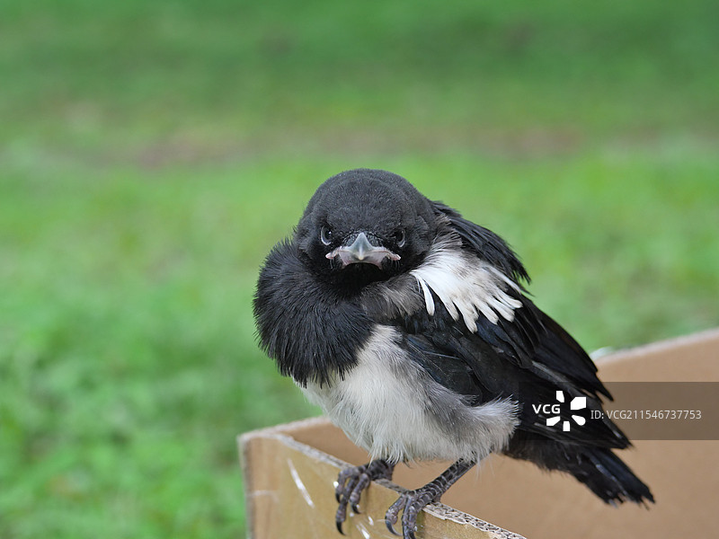 喜鹊幼鸟图片素材