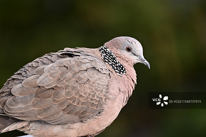 珠颈斑鸠图片素材