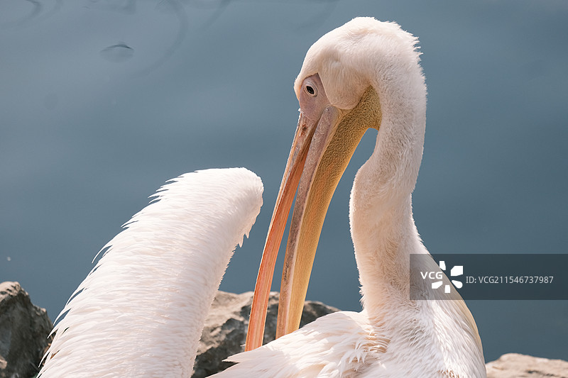 红山动物园图片素材