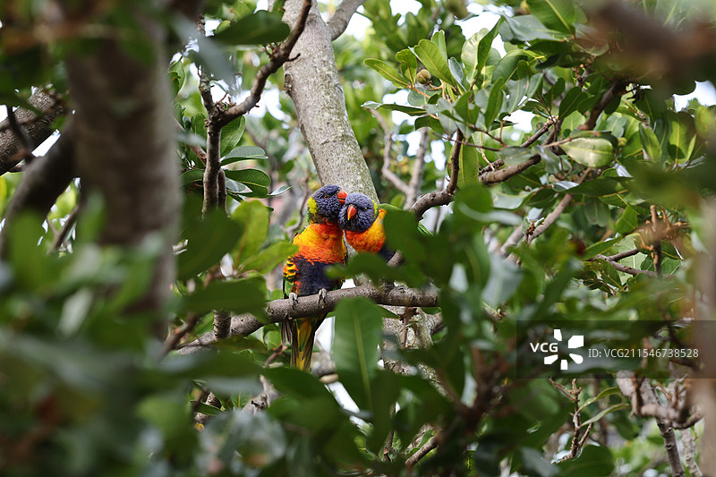 一对虹彩吸蜜鹦鹉图片素材