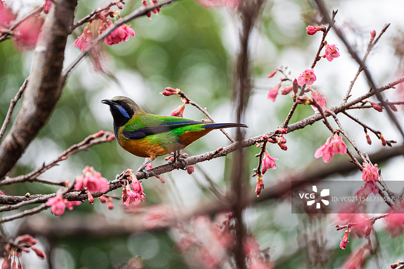 橙腹叶鹎图片素材