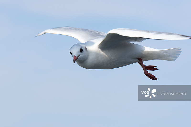 红嘴鸥图片素材