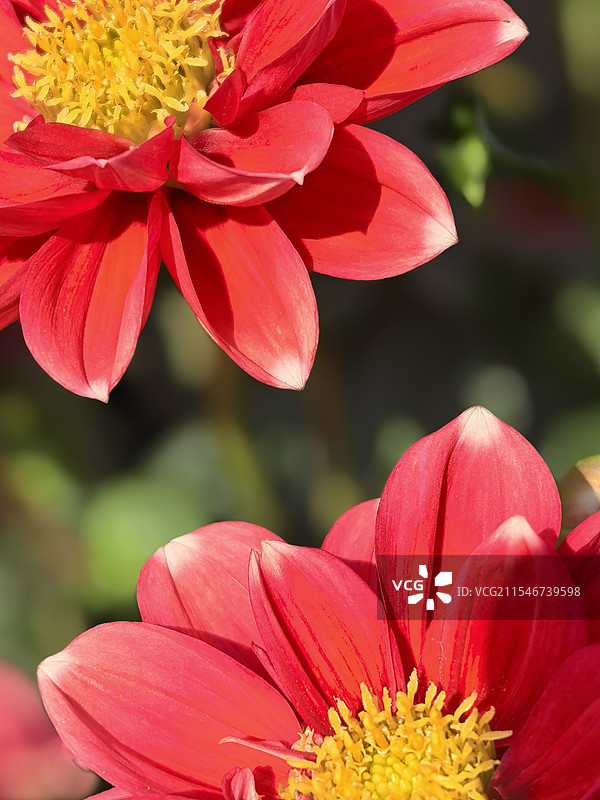 大丽花图片素材