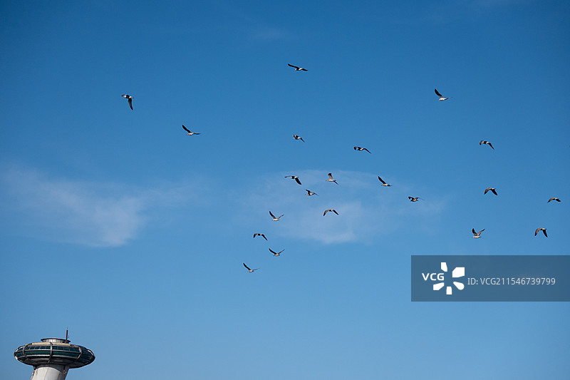 低角度鸟瞰蓝天 海鸥图片素材