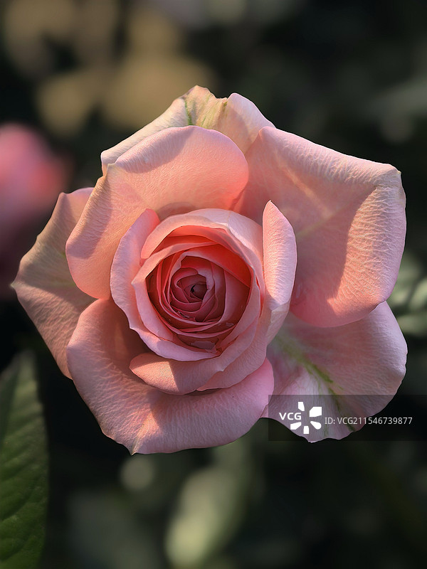 粉红色玫瑰花图片素材