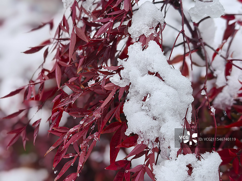 南天竹冬季植物积雪特写图片素材