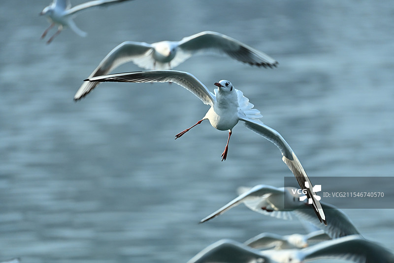 绵阳三江半岛红嘴鸥图片素材