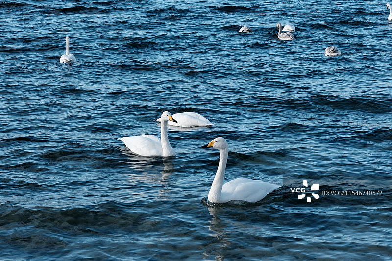 湖中的天鹅图片素材