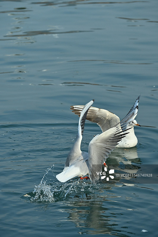 绵阳三江半岛红嘴鸥图片素材