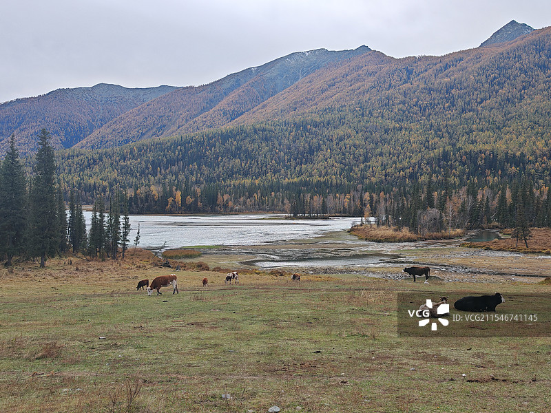 新疆喀纳斯秋日图片素材