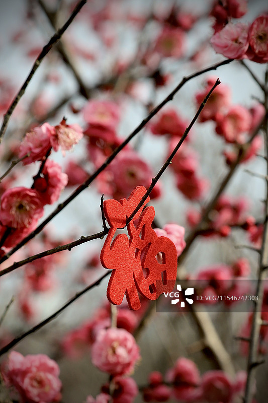 福挂梅枝图片素材