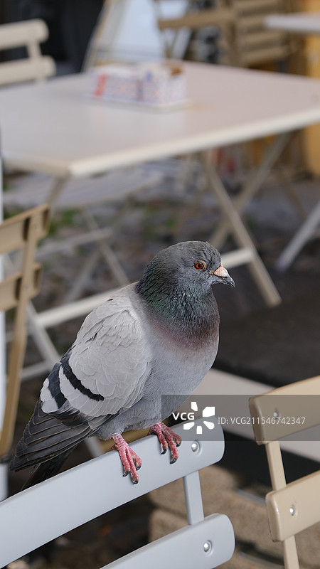 鸽子在摩德纳图片素材