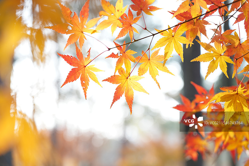 树上枫叶的特写镜头图片素材