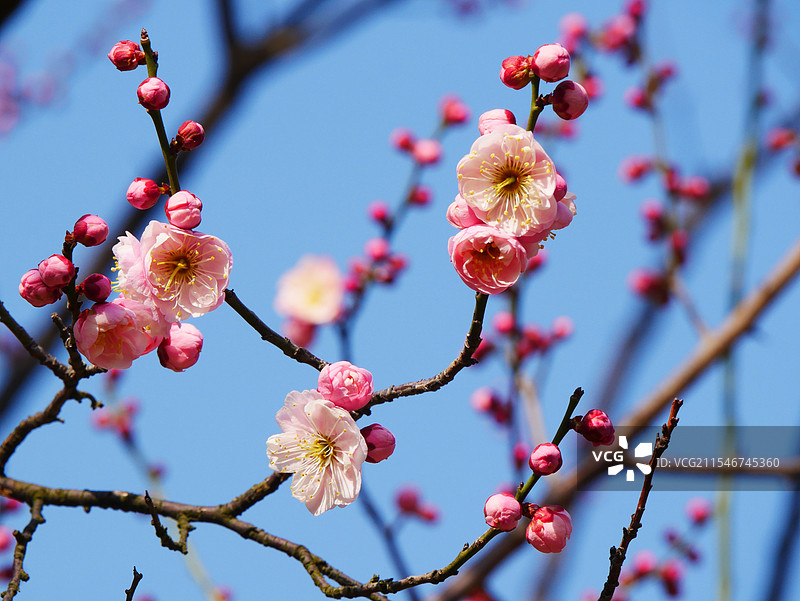 阳光下的梅花图片素材