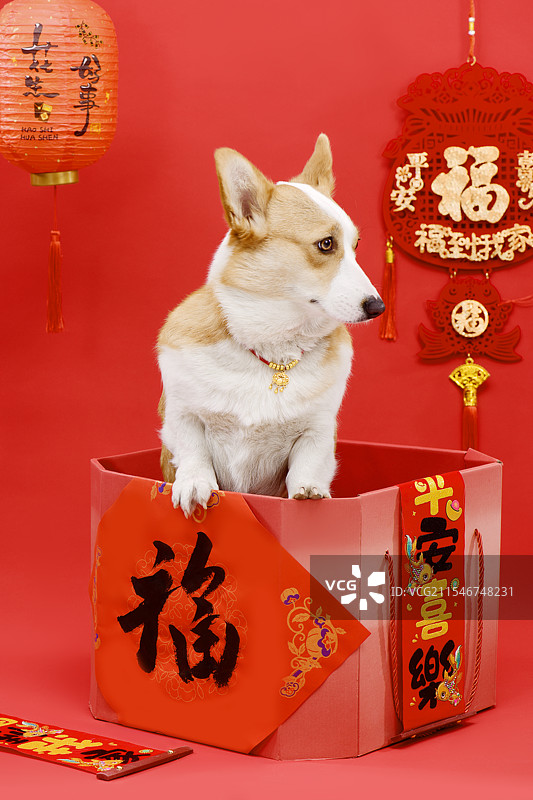 喜庆背景下的柯基犬图片素材