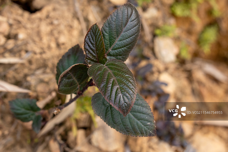 植物叶片特写图片素材
