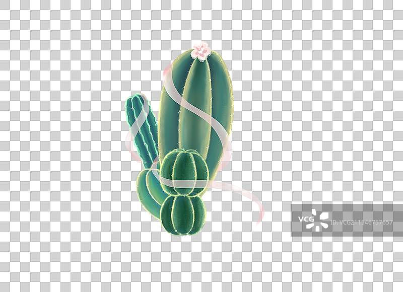 仙人掌图片素材