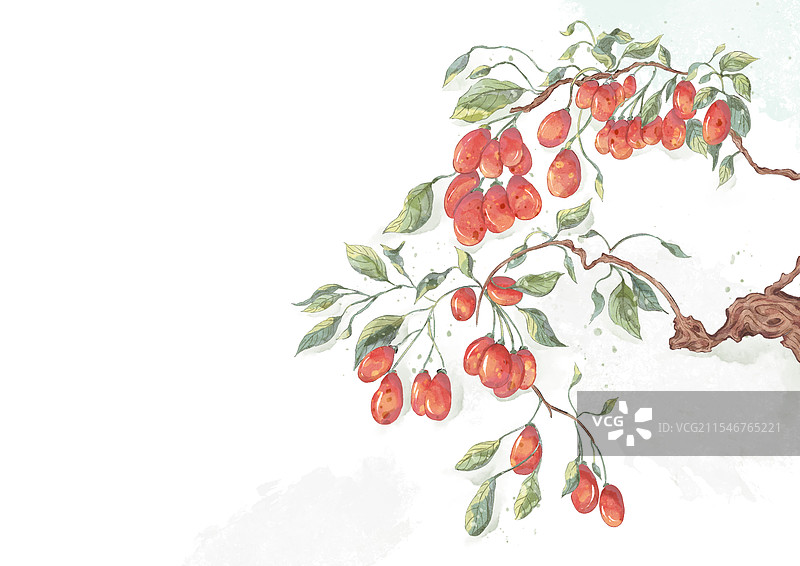 手绘水彩植物中药枸杞插画图片素材