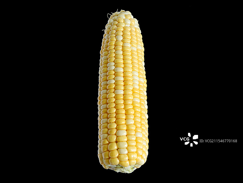 黑色背景上的一根新鲜蔬菜甜玉米的特写图片素材
