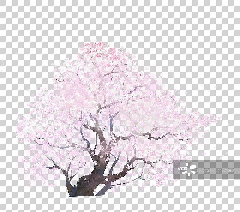 一棵高大的杏花树图片素材