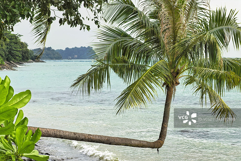 新加坡 圣淘沙 直角椰子树 热带 岛屿图片素材