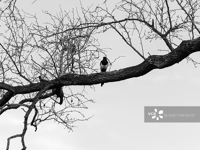 黑白照片中树枝上的喜鹊图片素材