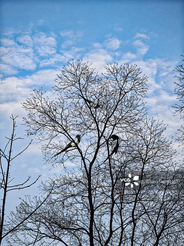 喜鹊抱枝头图片素材