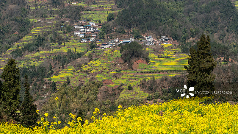 宜宾屏山县中都镇油菜花图片素材