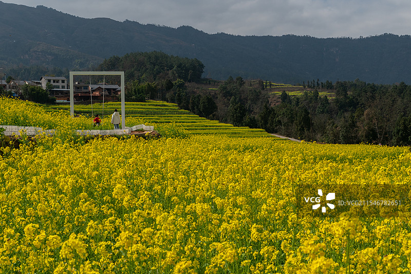 宜宾屏山县中都镇油菜花图片素材