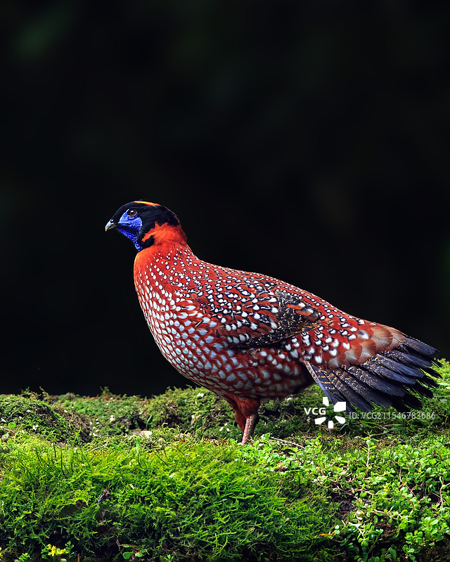 红腹角雉图片素材