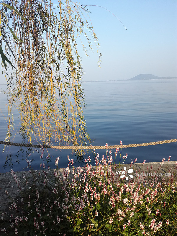 东湖边垂柳小野花图片素材